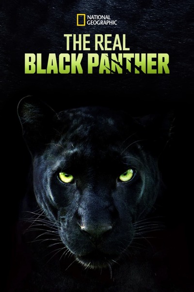 The Real Black Panther 2020 1080p HDTV H264-CBFM