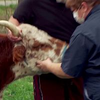 The.Incredible.Dr.Pol.S20E06.Neighs.of.Our.Lives.720p.WEBRip.x264-KOMPOST[TGx]