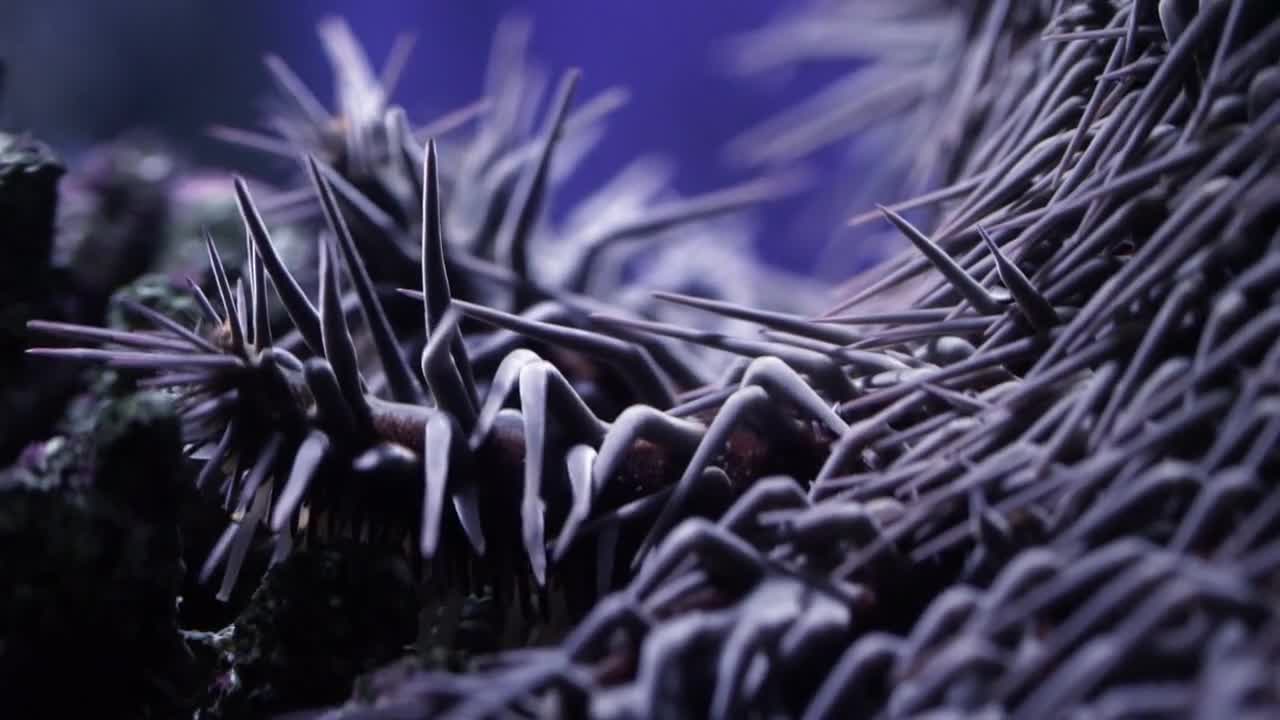 Oceans Weirdest S01 HD Screenshots