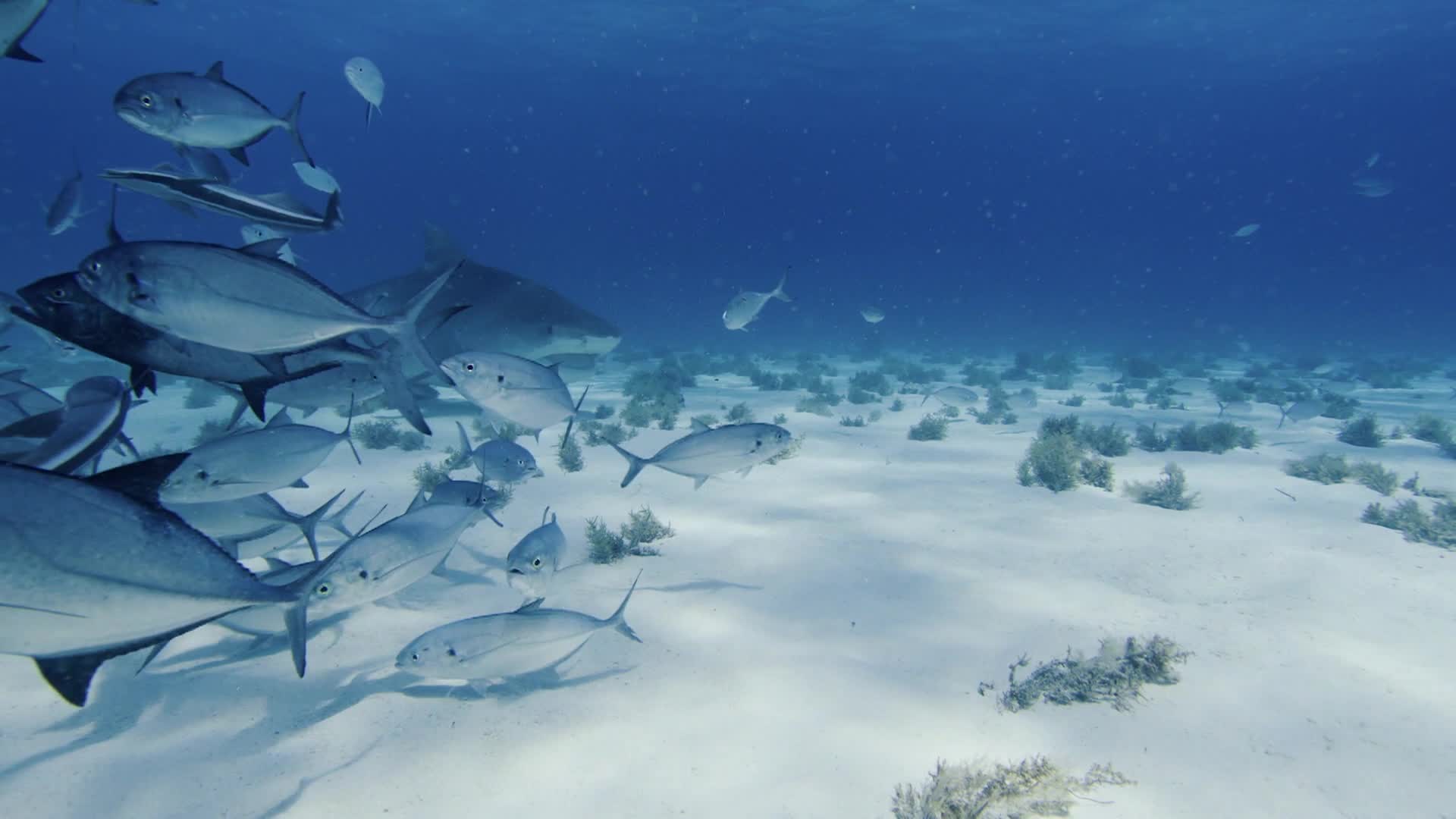 Shark Week 2022 Mark Robers Shark Experiment 1080p WEB h264 B2B TGx