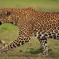 The Leopardess S01E01 1080p HDTV H264 CBFM TGx