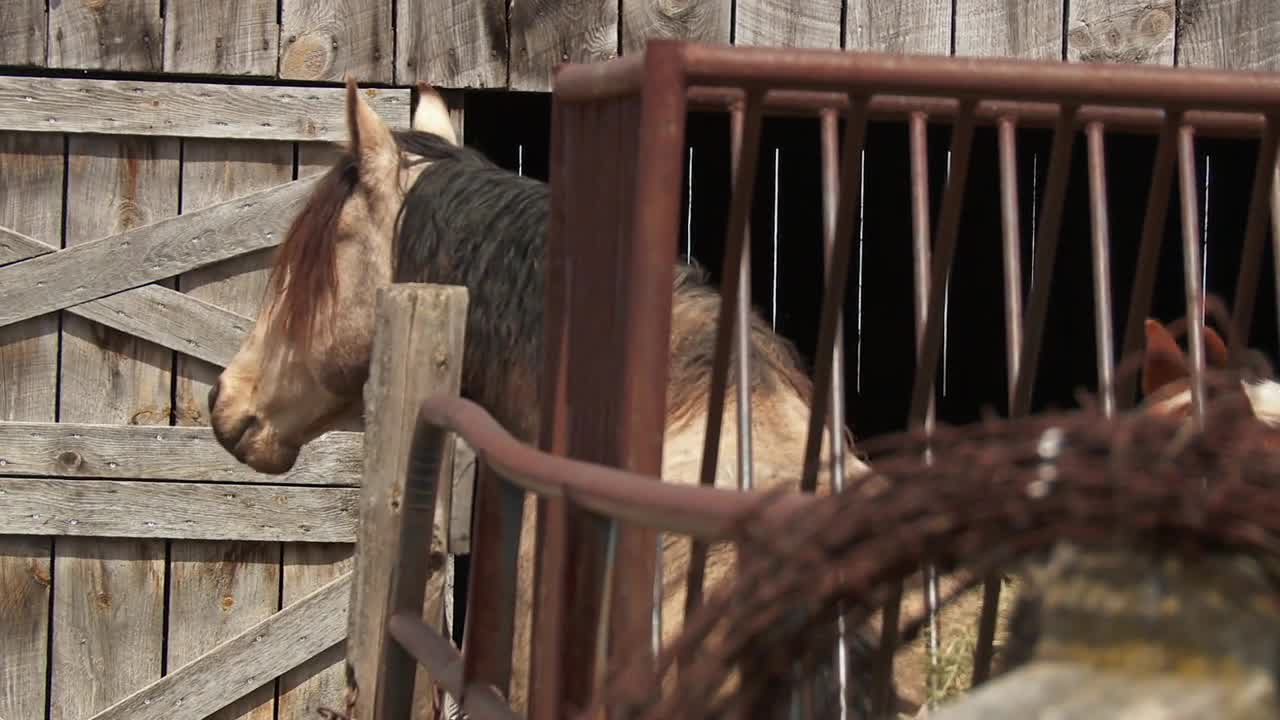 The Incredible Dr Pol S22E02 720p WEB h264 KOGi TGx