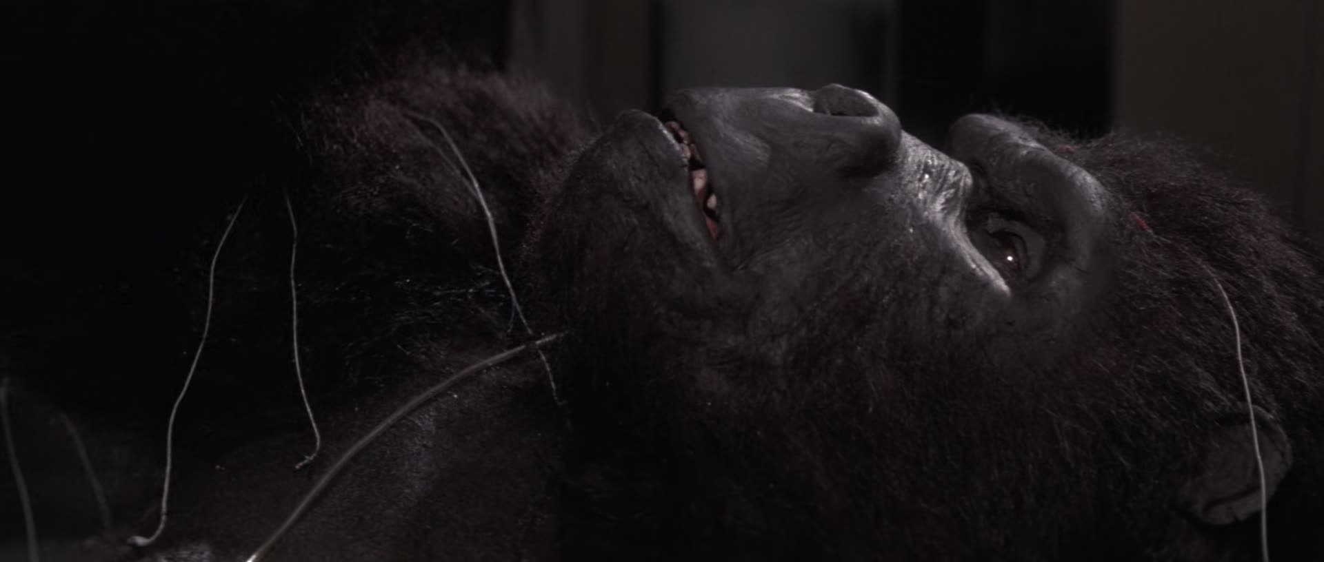King Kong Lives 1986 1080p BluRay x265 RARBG TGx