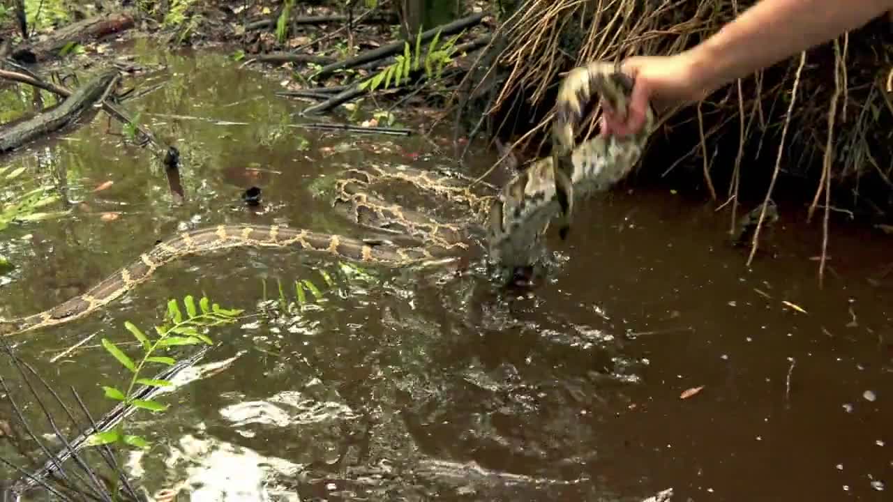 Swamp People Serpent Invasion S03 COMPLETE 720p HULU WEBRip x264 GalaxyTV