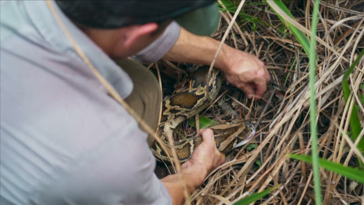 Human Footprint S01E01 720p WEBRip x264 BAE TGx