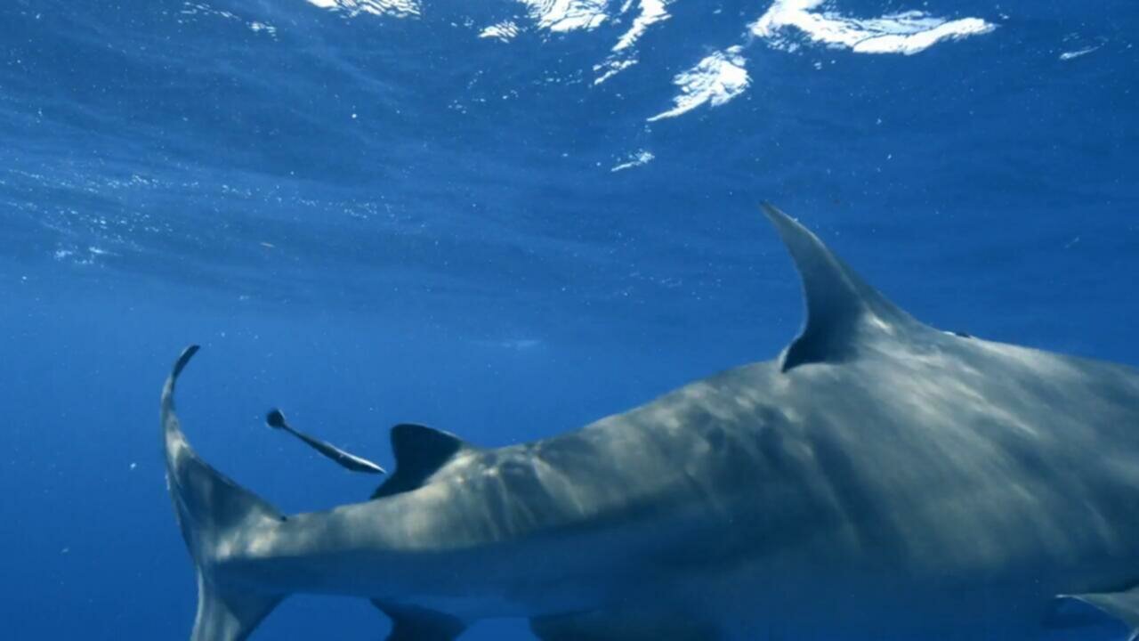 Shark Week 2023 Florida Shark 720p WEB h264 BAE TGx