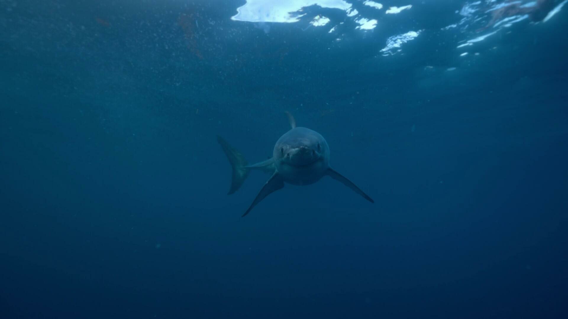 Shark Week 2023 Megasharks of Dangerous Reef 1080p WEB h264 BAE TGx