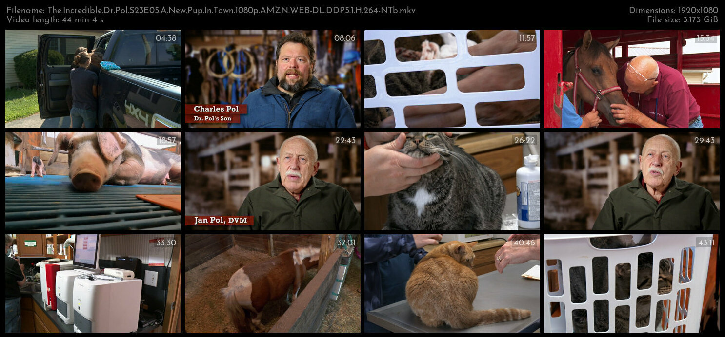 The Incredible Dr Pol S23E05 A New Pup In Town 1080p AMZN WEB DL DDP5 1 H 264 NTb TGx