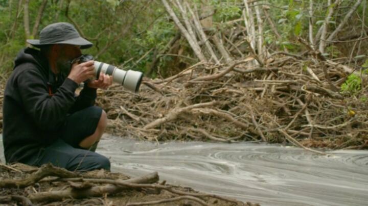 Nature S42E01 WEB x264 TORRENTGALAXY