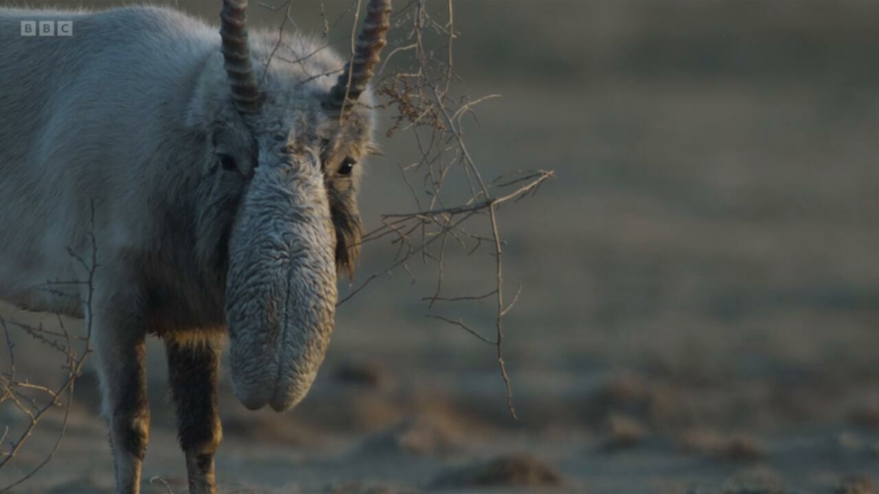 Planet Earth III S01E03 Deserts and Grasslands 720p iP WEB DL AAC2 0 H 264 ACEM TGx