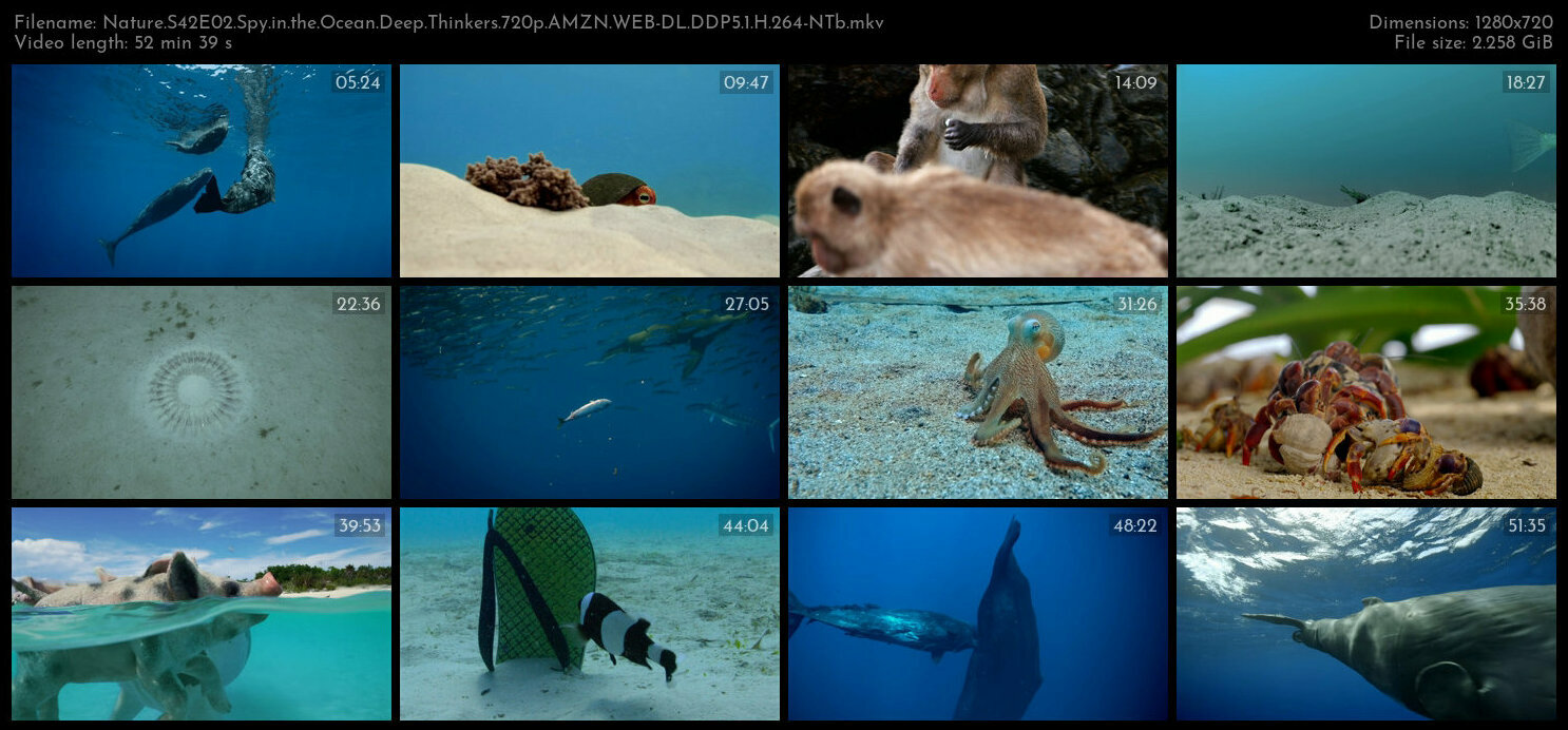 Nature S42E02 Spy in the Ocean Deep Thinkers 720p AMZN WEB DL DDP5 1 H 264 NTb TGx