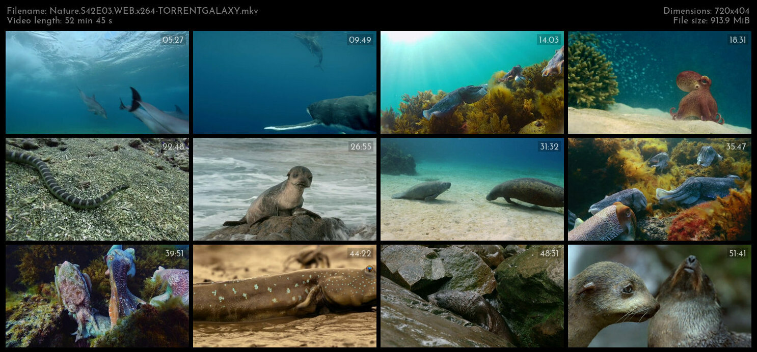 Nature S42E03 WEB x264 TORRENTGALAXY