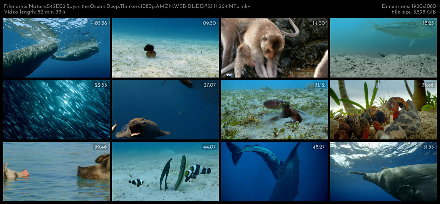 Nature S42E02 Spy in the Ocean Deep Thinkers 1080p AMZN WEB DL DDP5 1 H 264 NTb TGx