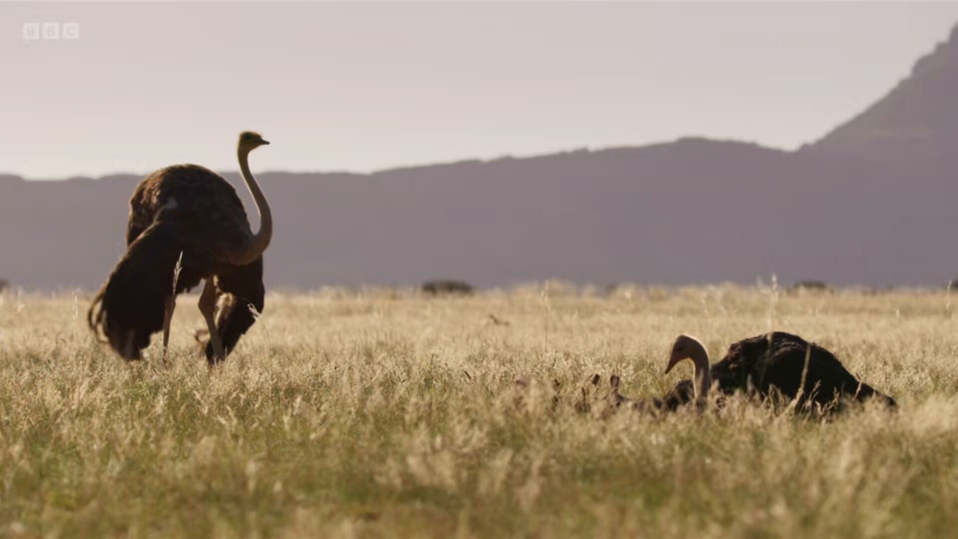 Planet Earth III S01E03 Deserts and Grasslands 1080p HEVC x265 MeGusta TGx