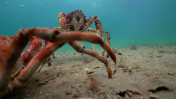 Nature S42E04 WEB x264 TORRENTGALAXY