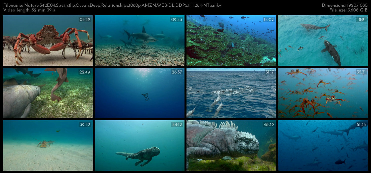 Nature S42E04 Spy in the Ocean Deep Relationships 1080p AMZN WEB DL DDP5 1 H 264 NTb TGx