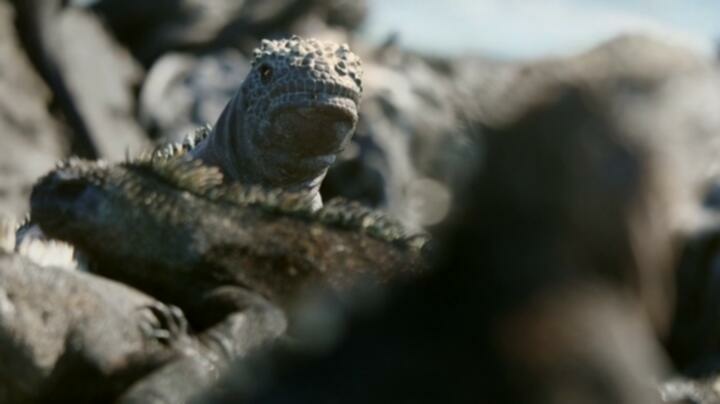 Nature S42E04 WEB x264 TORRENTGALAXY