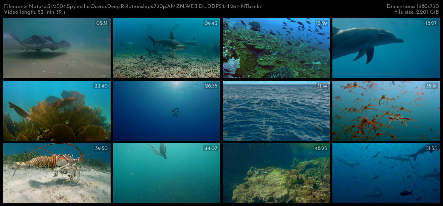 Nature S42E04 Spy in the Ocean Deep Relationships 720p AMZN WEB DL DDP5 1 H 264 NTb TGx