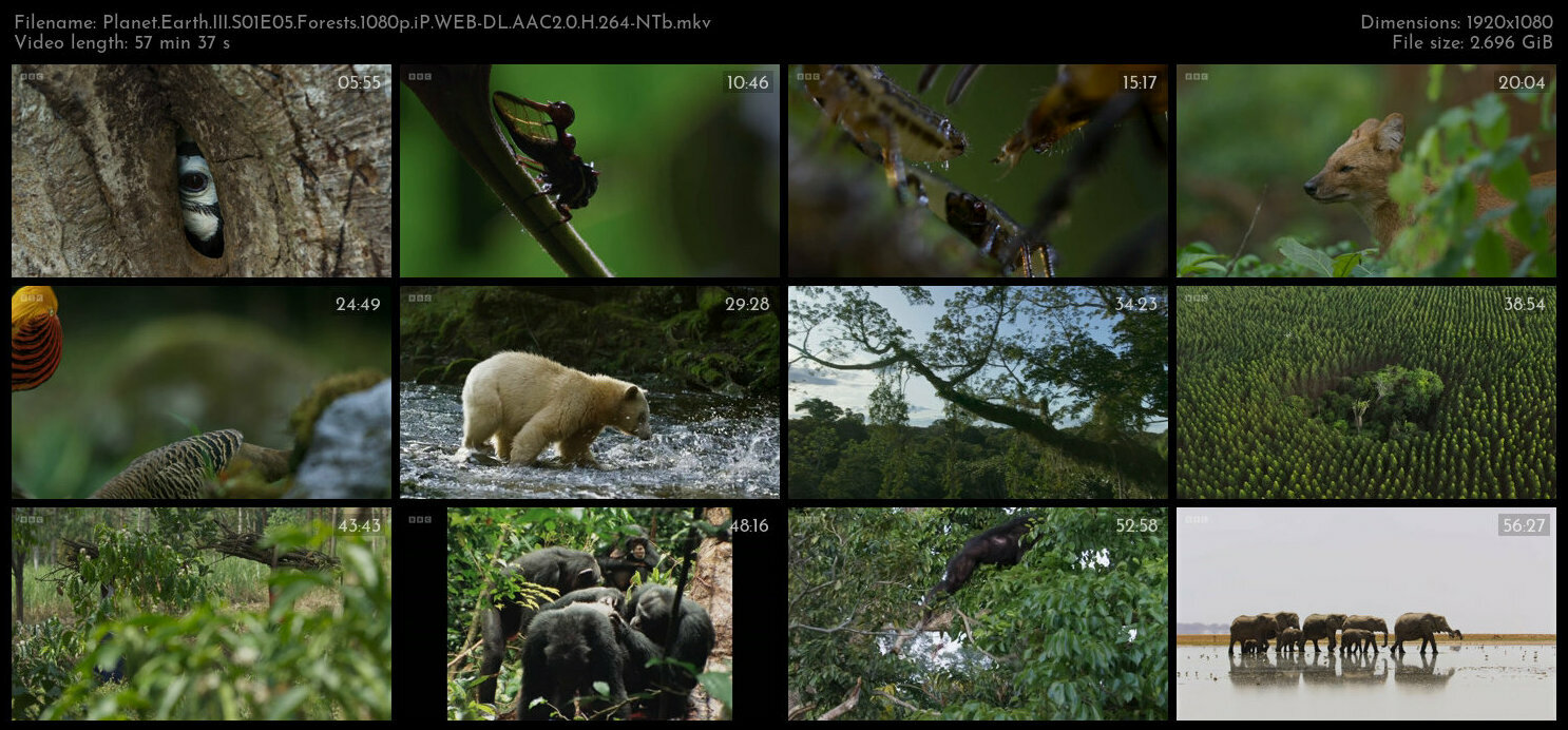 Planet Earth III S01E05 Forests 1080p iP WEB DL AAC2 0 H 264 NTb TGx
