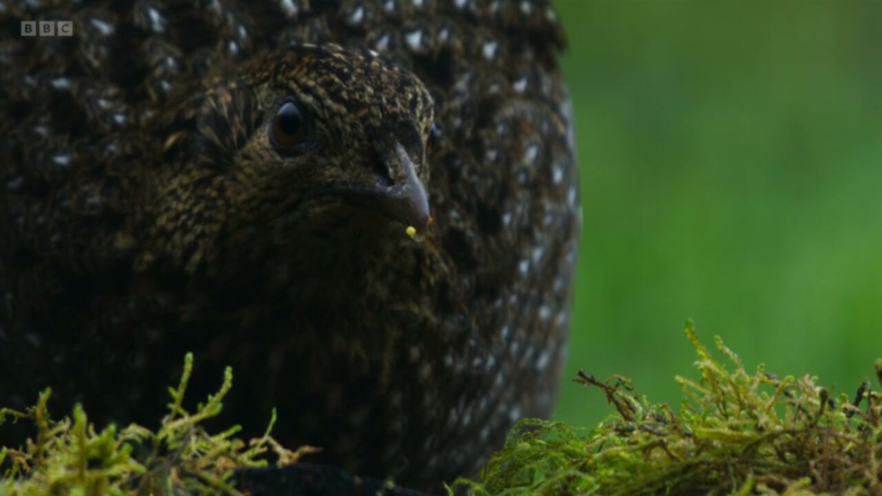 Planet Earth III S01E05 Forests 720p iP WEB DL AAC2 0 H 264 NTb TGx