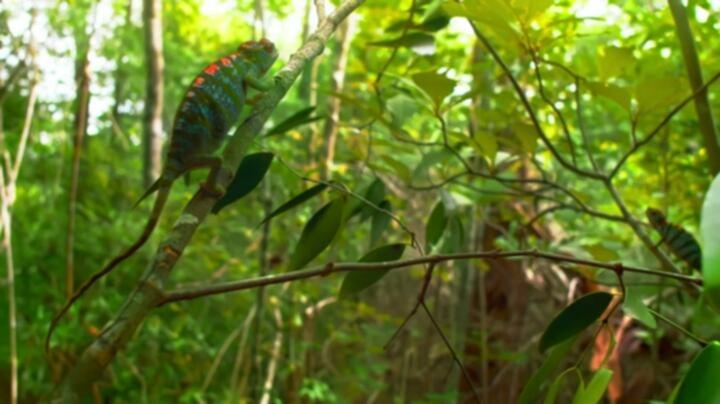 Nature S42E08 WEB x264 TORRENTGALAXY