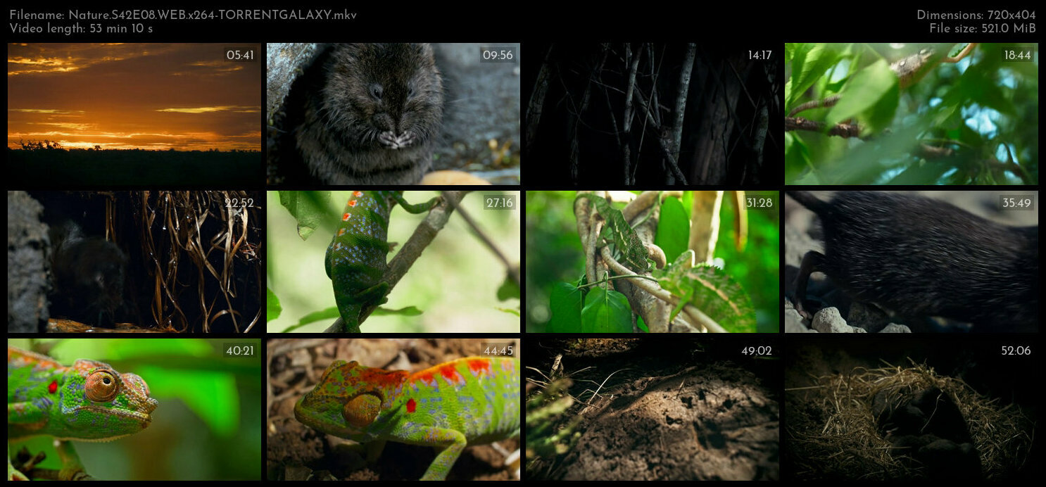 Nature S42E08 WEB x264 TORRENTGALAXY