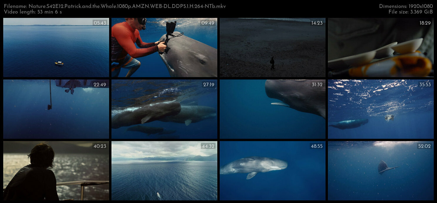 Nature S42E12 Patrick and the Whale 1080p AMZN WEB DL DDP5 1 H 264 NTb TGx