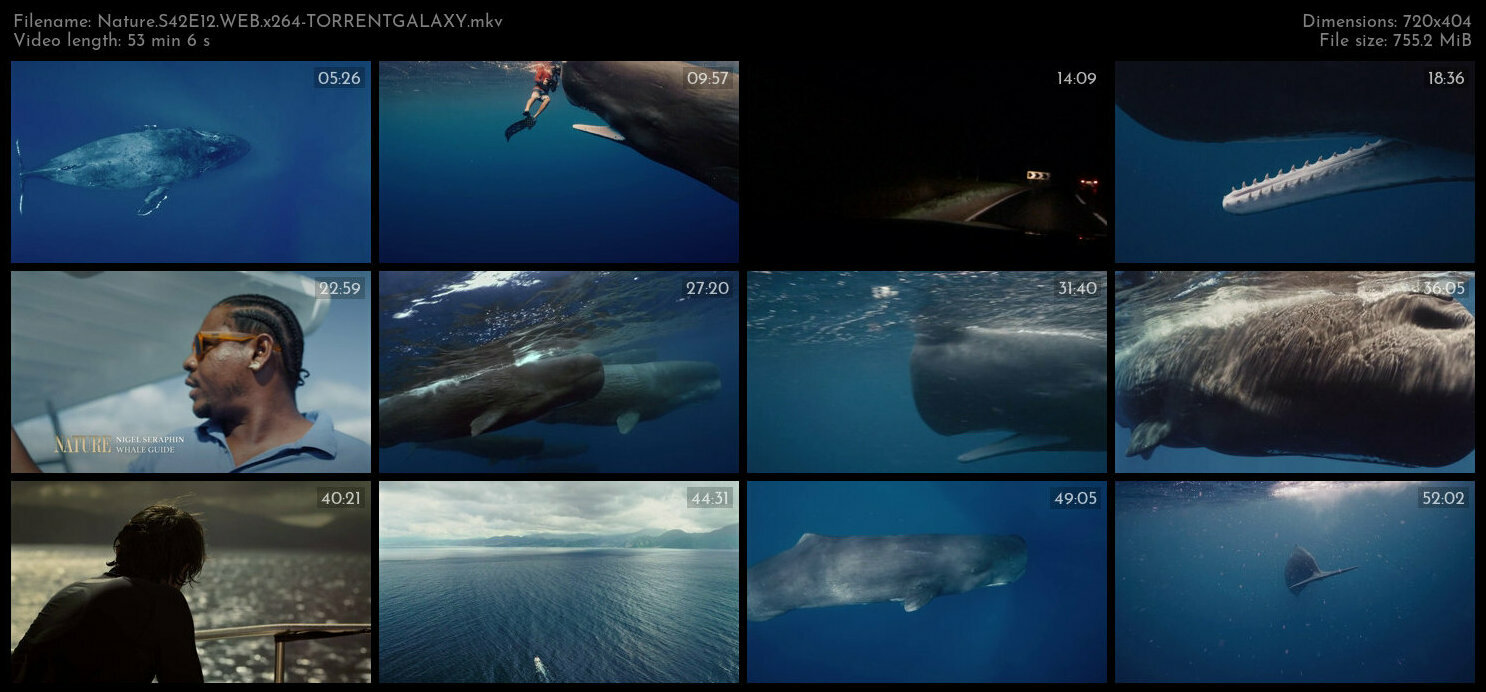 Nature S42E12 WEB x264 TORRENTGALAXY