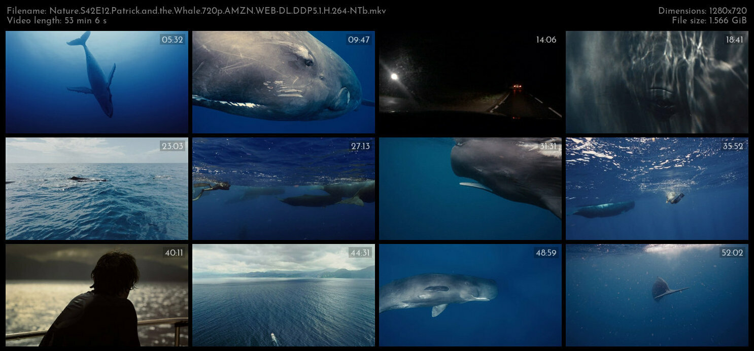 Nature S42E12 Patrick and the Whale 720p AMZN WEB DL DDP5 1 H 264 NTb TGx