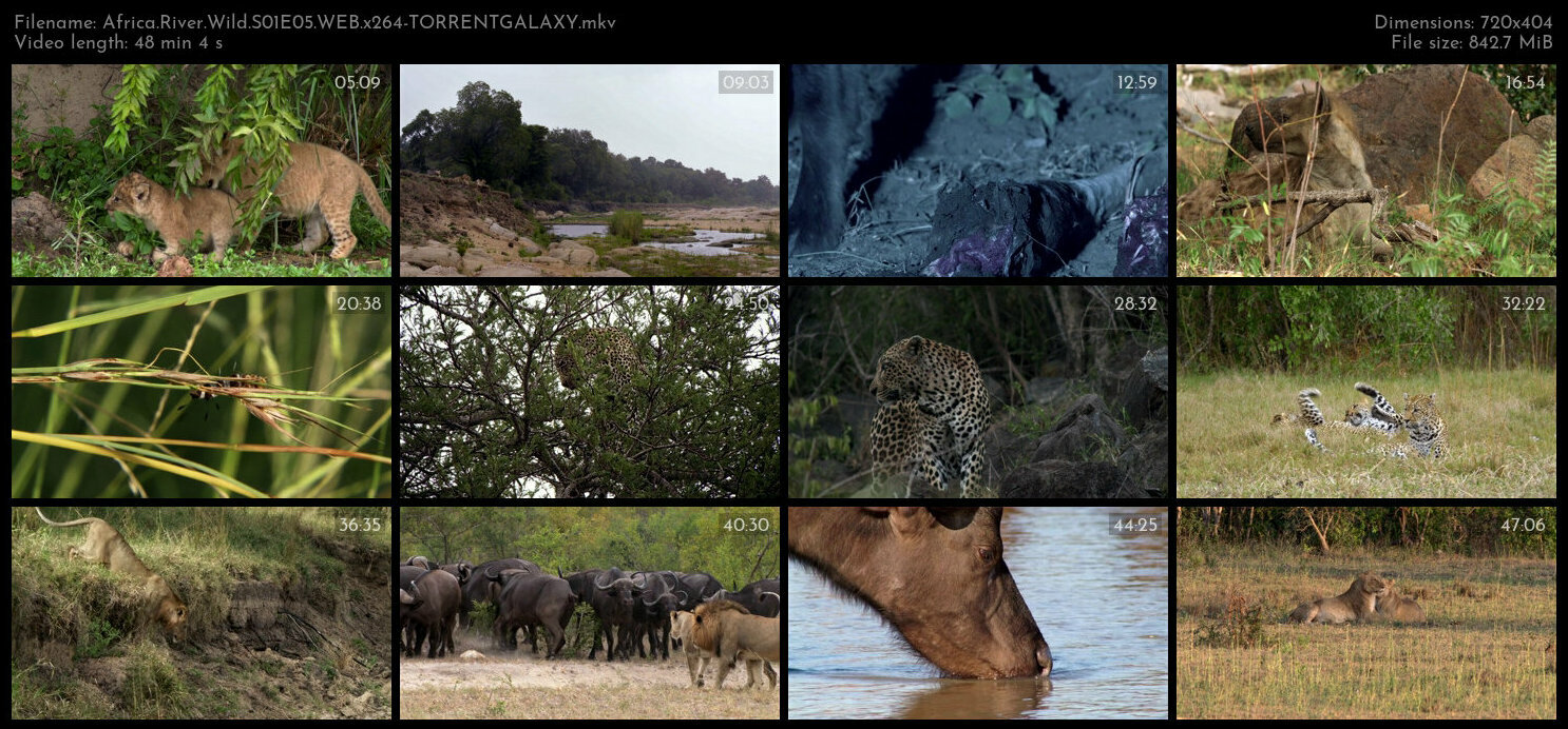 Africa River Wild S01E05 WEB x264 TORRENTGALAXY