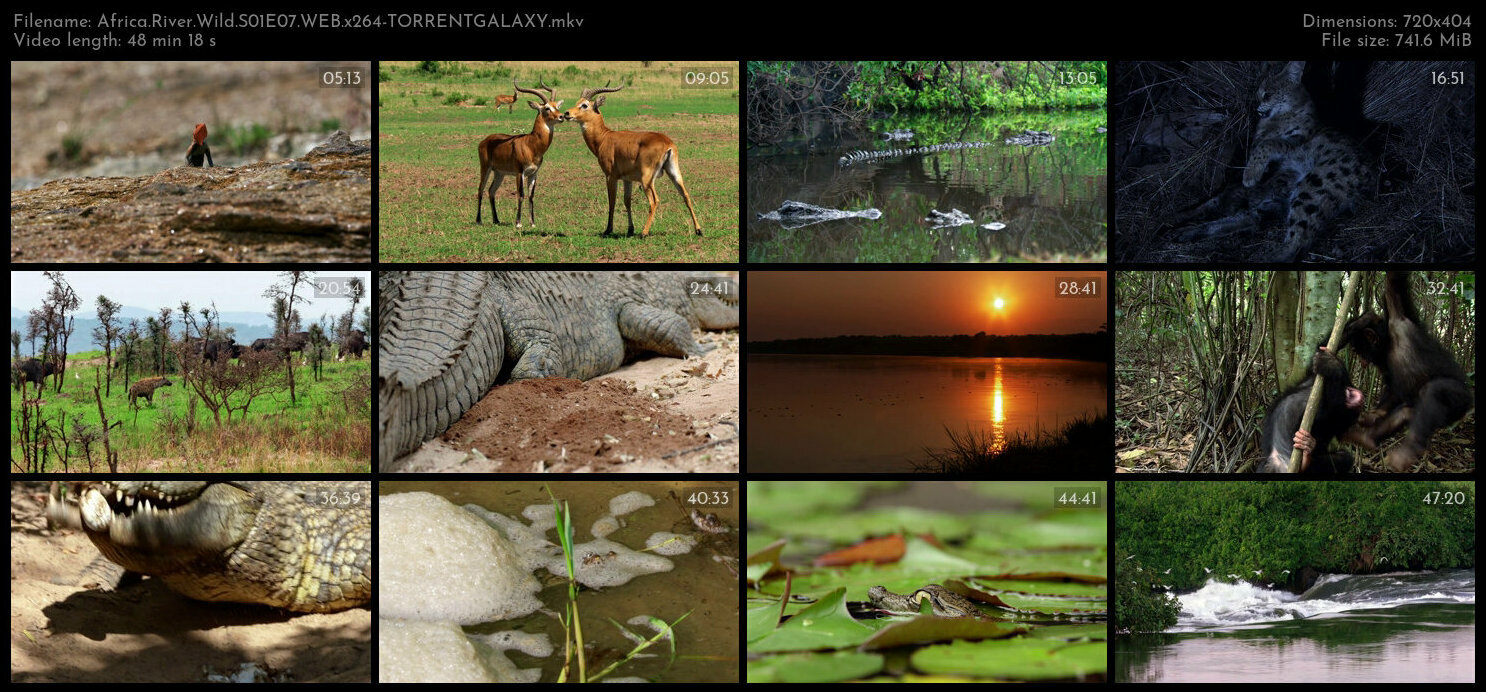 Africa River Wild S01E07 WEB x264 TORRENTGALAXY