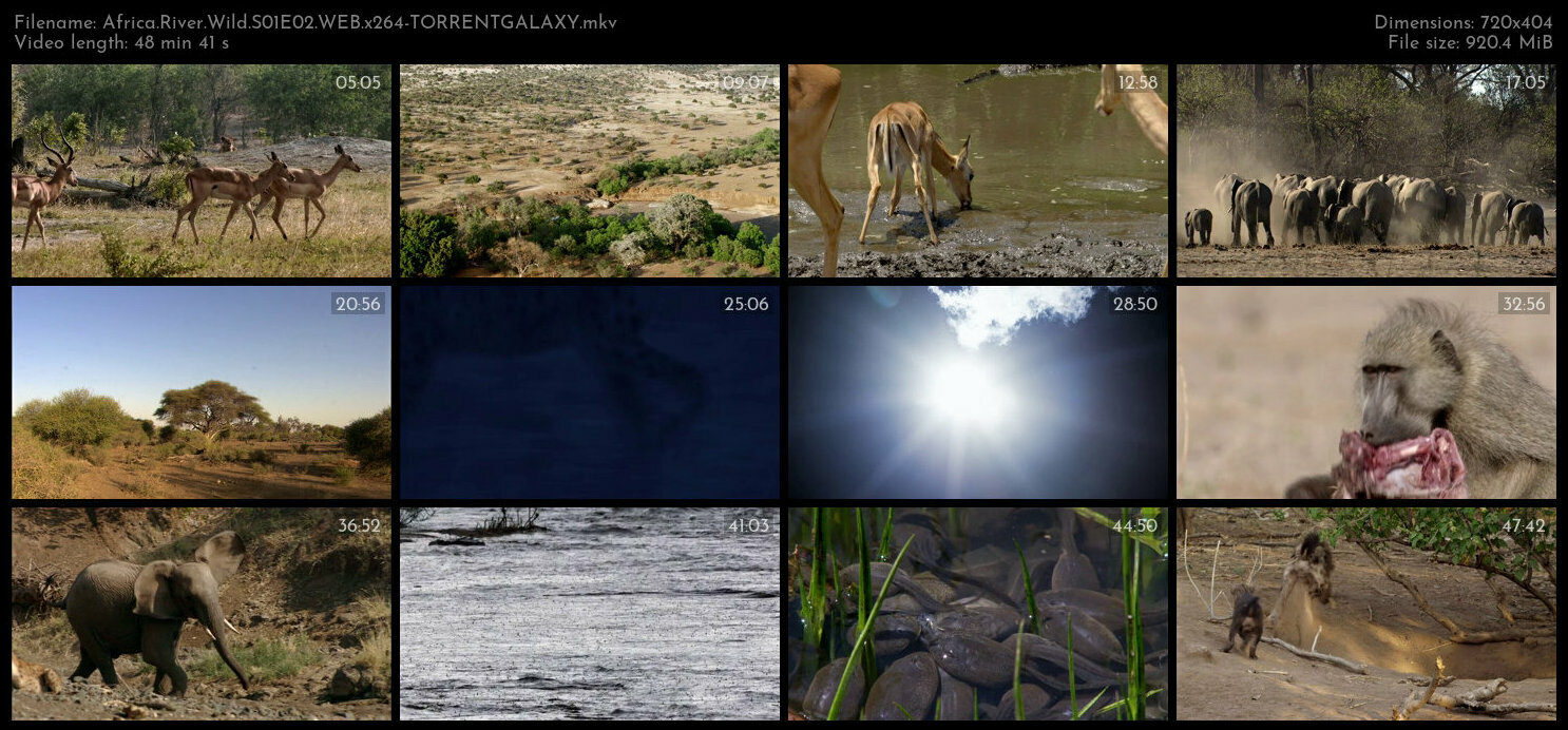 Africa River Wild S01E02 WEB x264 TORRENTGALAXY