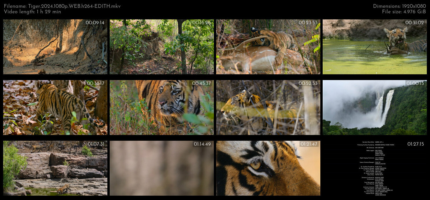 Tiger 2024 1080p WEB h264 EDITH TGx