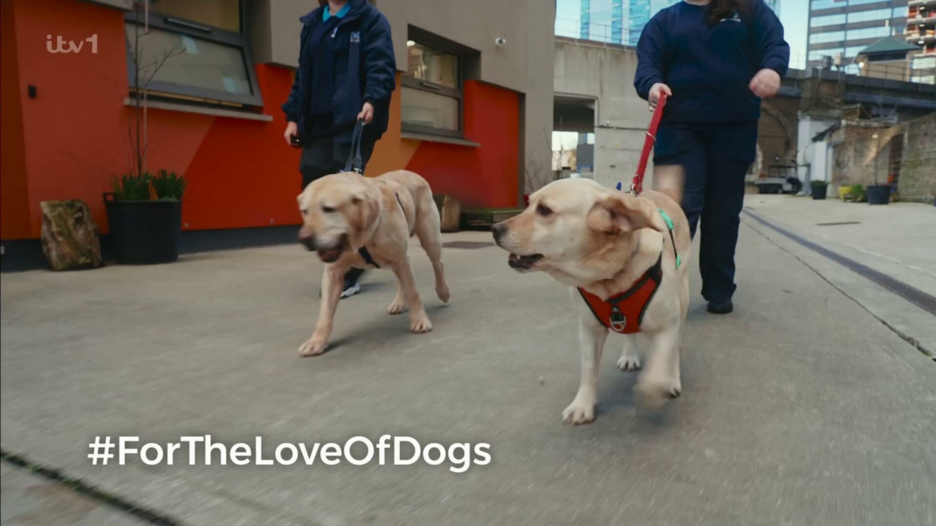 For the Love of Dogs with Alison Hammond S12E04 1080p HDTV H264 DARKFLiX TGx
