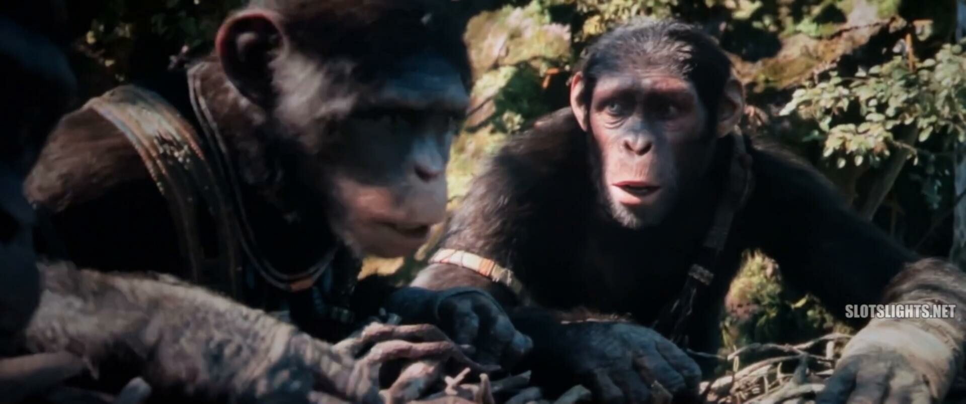 Kingdom of the Planet of the Apes 2024 1080p HD TS C1NEM4