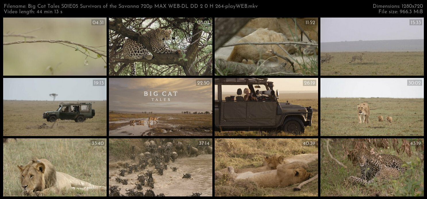 Big Cat Tales S01E05 Survivors of the Savanna 720p MAX WEB DL DD 2 0 H 264 playWEB TGx