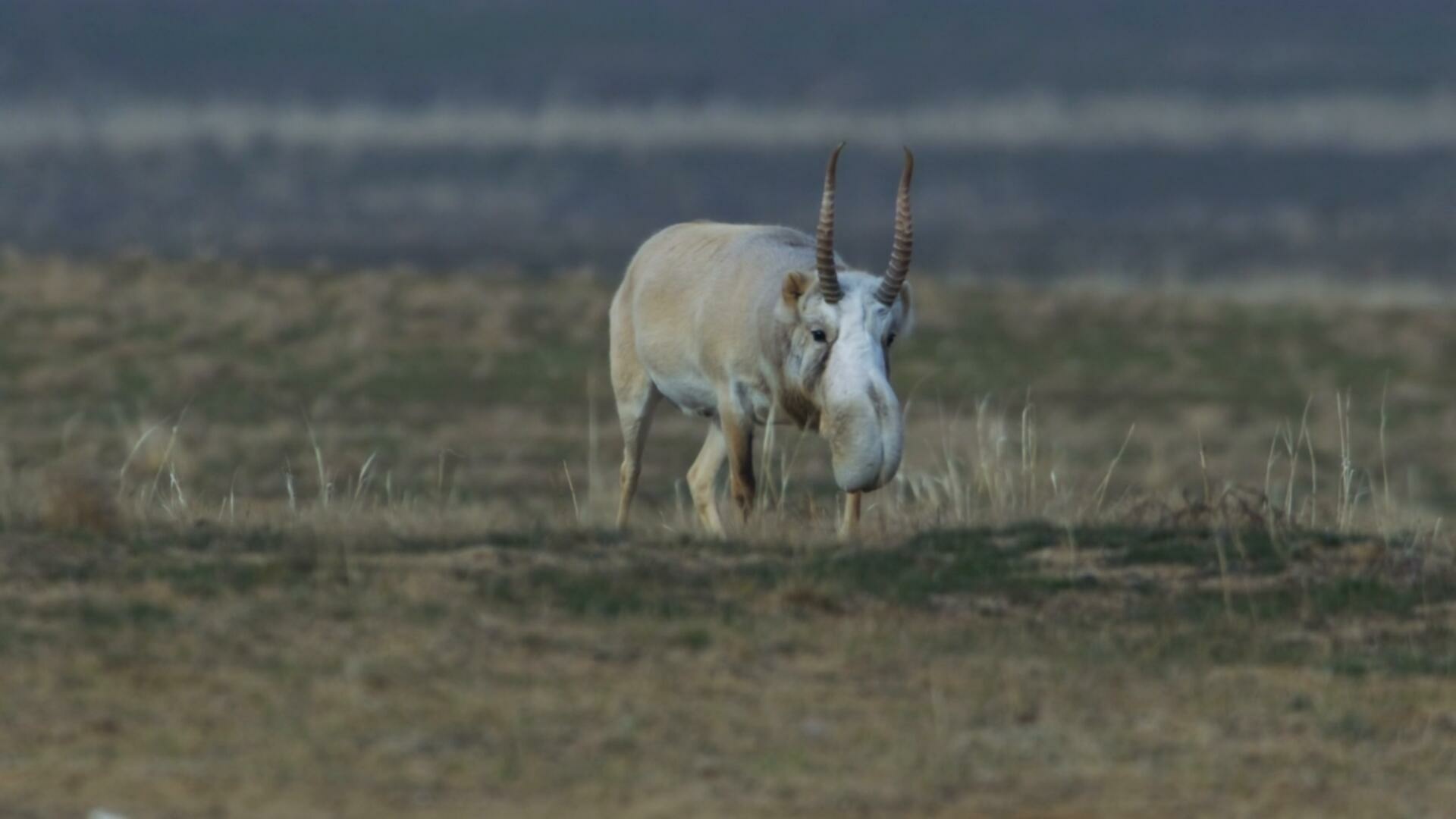 Planet Earth III S01E03 Deserts and Grasslands 1080p AMZN WEB DL DDP5 1 H 264 FLUX TGx