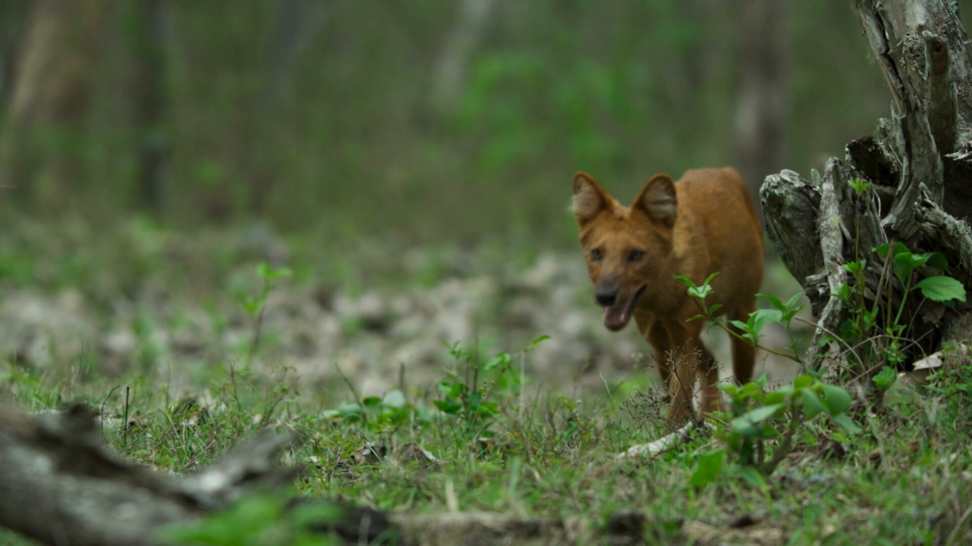 Planet Earth III S01E05 Forests 1080p AMZN WEB DL DDP5 1 H 264 FLUX TGx