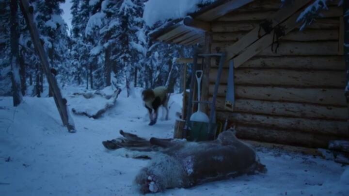 Life Below Zero S23E01 WEB x264 TORRENTGALAXY