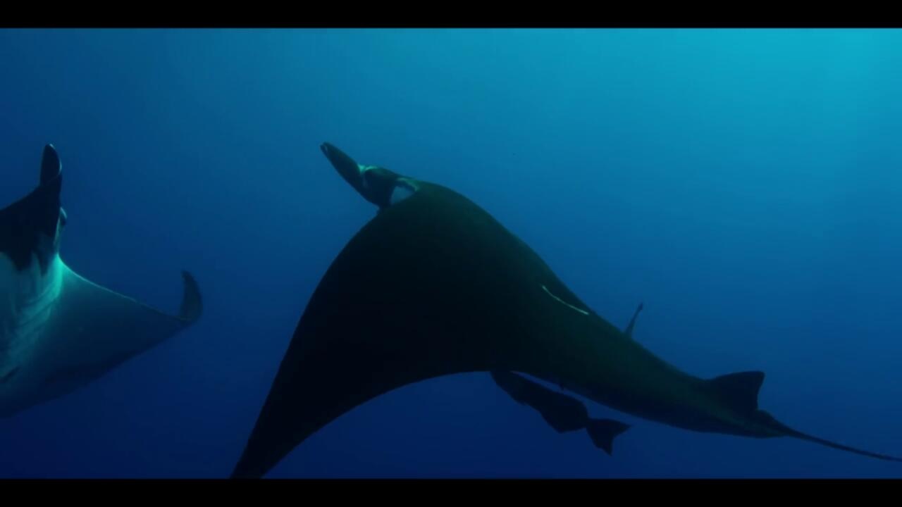 Our Oceans S01 COMPLETE 720p WEBRip x264 GalaxyTV