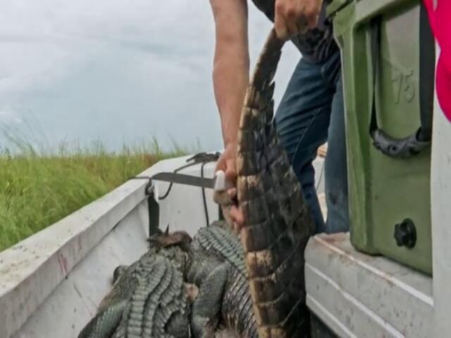 Swamp People S16E03 480p x264 mSD TGx